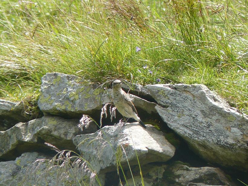 uccelli prati alpini